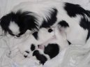 Ps plemena:  > Japan chin, Japonsk in, Japonk (Chin, Japanese Chin)