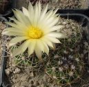 Fotky: Kaktus Gymnocalycium (foto, obrazky)