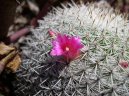 Pokojov rostliny:  > Kaktusy (Cactus)