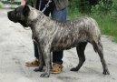 :  > Kanrsk doga (Dogo Canario)