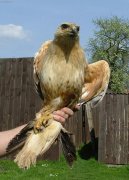 :  > Kn blochvost (Buteo rufinus) (Porann voln ijc zvata)