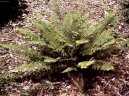 Pokojov rostliny: Kapradiny > Kapradina bodlinat (Polystichum)