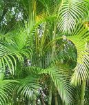 Pokojov rostliny: Palmy > Chrysalidokarpus naloutl (Chrysalidocarpus lutescens)