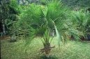 Pokojov rostliny: Palmy > Kencie (Howea belmoreana)