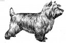 Ps plemena:  > Kern Terier (Cairn Terrier)