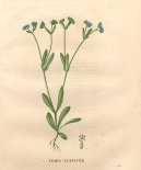 Pokojov rostliny:  > Kozlek poln, Polnek (Valerianella locusta Betche L.)