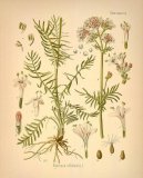 Pokojov rostliny:  > Kozlk Lkask (Valeriana officinalis L.)