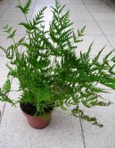 Pokojov rostliny: Kapradiny > Kdelnice (Pteris cretica)