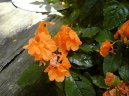 Pokojov rostliny:  > Krosandra, tepenitka (Crossandra)