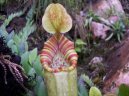 Pokojov rostliny: Masorav > Lkovka (Nepenthes)