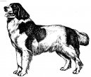 Landseer