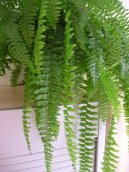 Pokojov rostliny: Kapradiny > Ledvink ztepil (Nephrolepis exaltata)