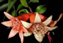Pokojov rostliny: Jedl > Marhank, grantovnk obecn (Punica granatum)