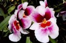 Pokojov rostliny: Orchideje > Miltonie (Miltonia)