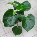 Pokojov rostliny:  > Monstera (Monstera deliciosa)