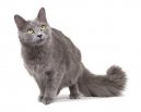 :  > Nebelung (Nebelung Cat)