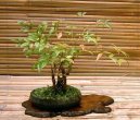 Pokojov rostliny: Bonsaje > Nebesk bambus (Nandina domestica)