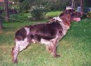 Ps plemena:  > Nmeck kepelk (German Spaniel, Deutscher Wachtelhund)