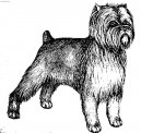 :  > Opi pin (Affenpinscher)