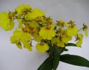 Pokojov rostliny:  > Orchideje (Orchidaceae)