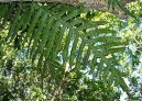 Pokojov rostliny: Kapradiny > Osladi (Polypodium Aureum)