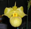 Pokojov rostliny: Orchideje > Pafiopedilum, stevinkovec (Paphiopedilum)