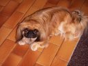 Ps plemena:  > Pekingsk palcov psk, pekinz (Pekingese, Pekinese, Peking Palasthound)