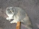 :  > Persk koka (Persian Cat)