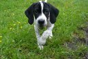 Ps plemena:  > Pointr (English Pointer)