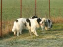 :  > Pyrenejsk mastin (Pyrenean Mastiff, Mastin de los Pirineos)