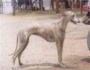 Ps plemena:  > Rampursk chrt (Rampur Greyhound)