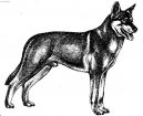 Ps plemena:  > Saarlosv vlk (Saarloswolfhond)