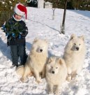 Samojed