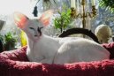 :  > Seychelsk koka (Seychellois Cat)