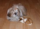 :  > Shi-tzu (Shih-Tzu)