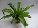 Pokojov rostliny:  > Slezink (Asplenium scolopendrium)