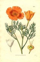Pokojov rostliny:  > Sluncovka Kalifornsk (Eschscholzia californica)