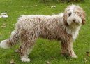 Ps plemena:  > panlsk vodn pes (Spanish Water Dog)