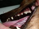 Fotky: Stomatologie - zubn vpln (foto, obrazky)