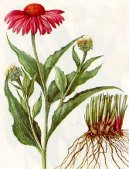 Pokojov rostliny:  > Terovka zkolist (Echinacea angustifolia)
