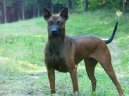 Thajsk ridgeback