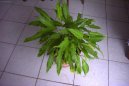 Pokojov rostliny:  > Toulcovka, spatifylum (Spatiphyllum)