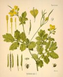 :  > Vlatovink Vt (Chelidonium majus L.)