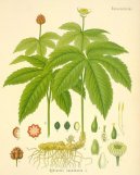 :  > Vodilka Kanadsk (Hydrastis canadensis)