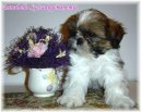 :  > Zklady pe o ttko (Living with your puppy)
