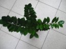 Pokojov rostliny:  > Zamiokulkas (Zamioculcas zamiifolia)