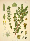 Pokojov rostliny:  > Zpanice Bezov (Barosma betulina)
