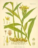 Pokojov rostliny:  > Zzvor Lkask (Zingiber officinalis)