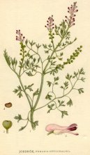 Pokojov rostliny:  > Zemdn Lkask (Fumaria officinalis)