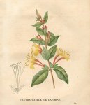 Pokojov rostliny:  > Zimolez Japonsk (Lonicera japonica)